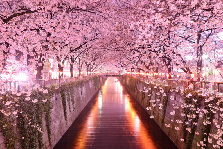 Ngắm hoa anh đào Hanami ở Tokyo