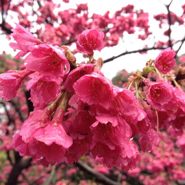Sakura Kanhizakura