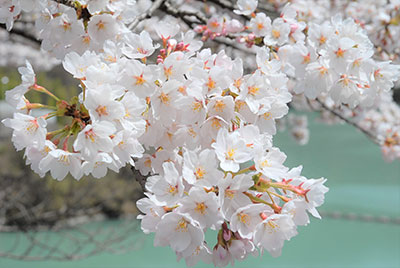 Sakura Edohigan