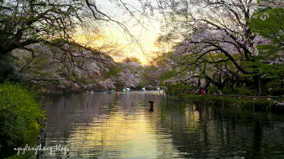 Địa điểm tổ chức BBQ tại Nhật Bản 1