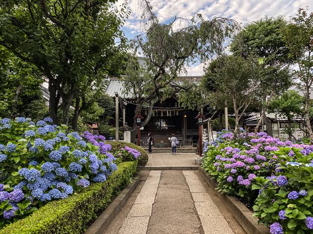 Ngắm cẩm tú cầu 3