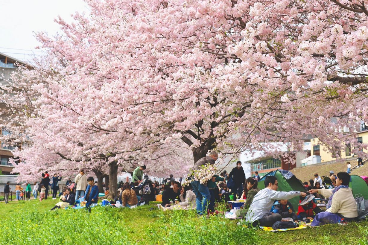 Hanami with family and friends