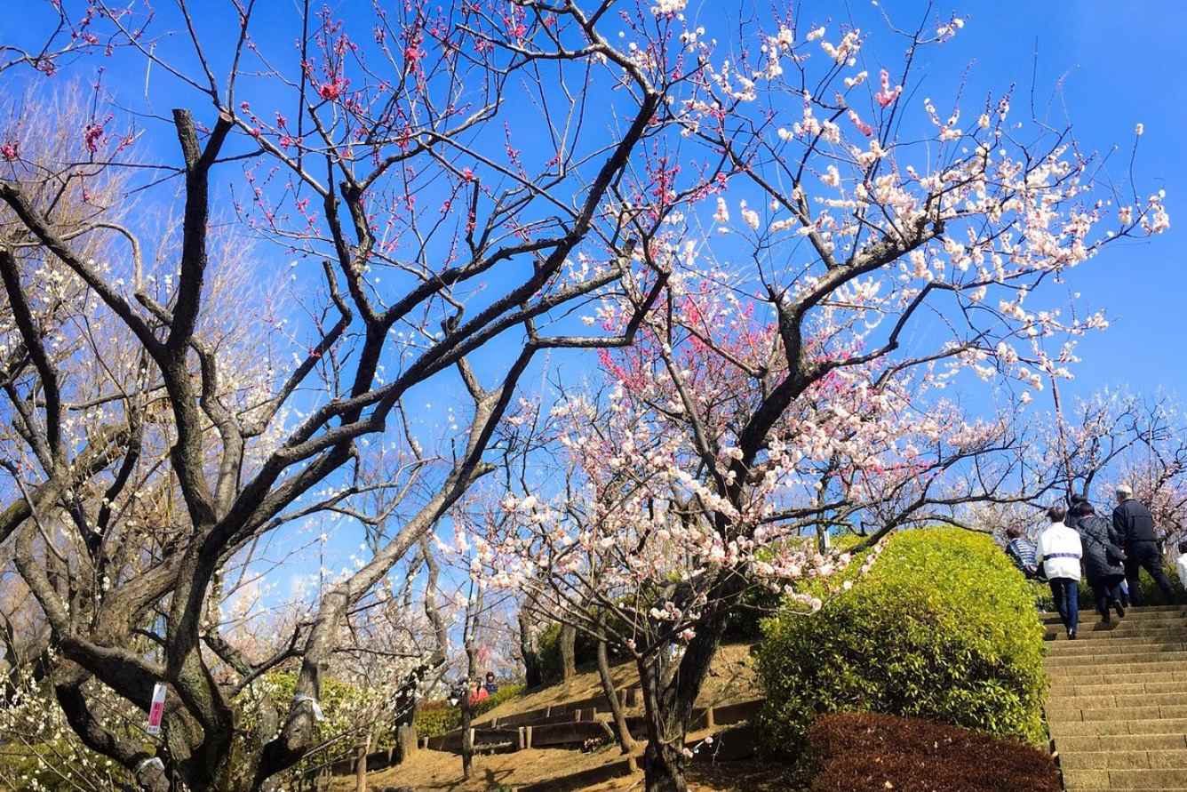 địa điểm ngắm hoa nở sớm 1