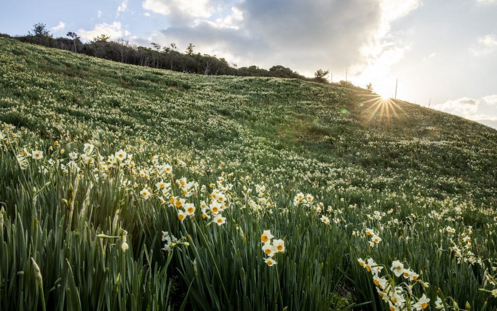 địa điểm ngắm hoa nở sớm 5