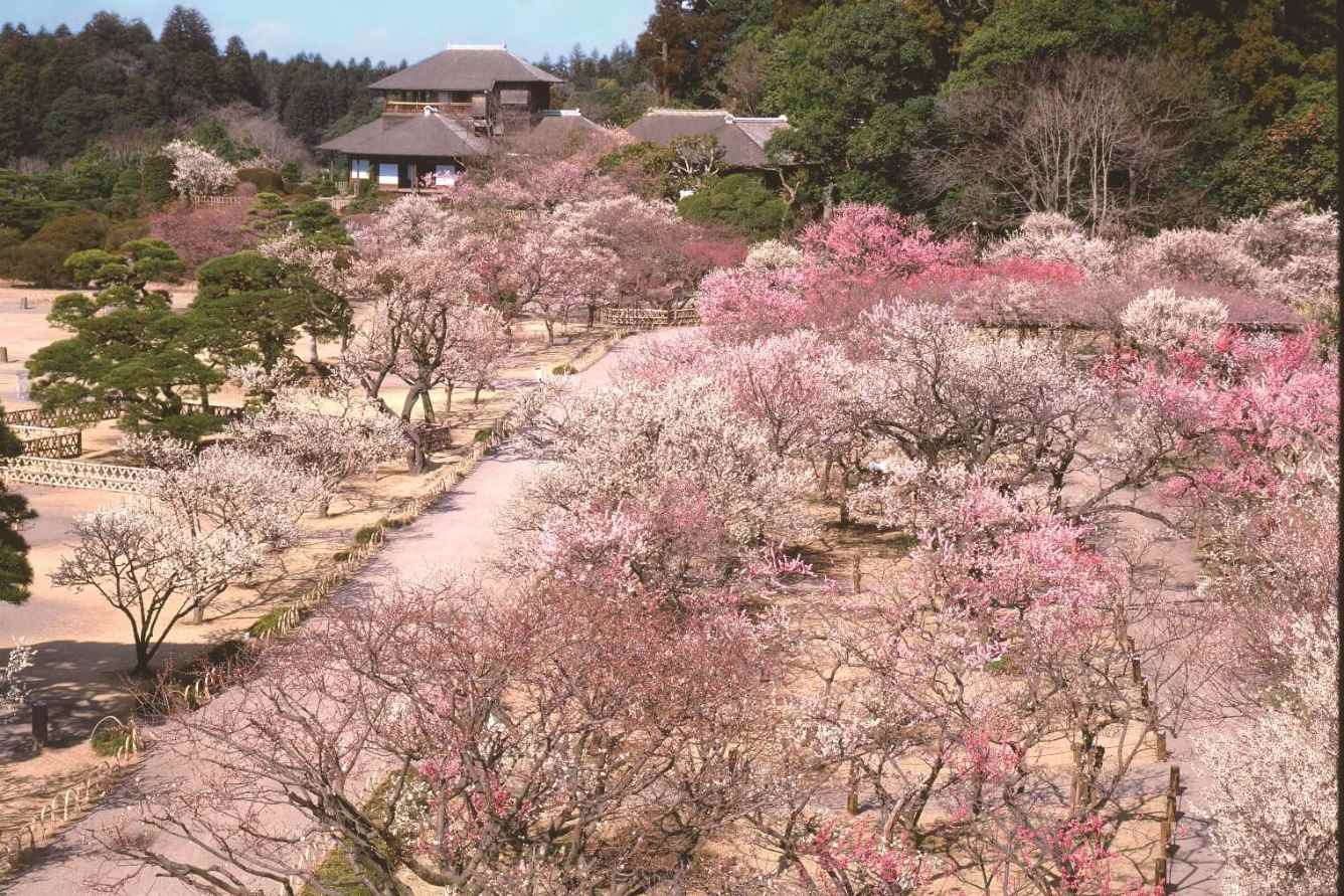 địa điểm ngắm hoa nở sớm