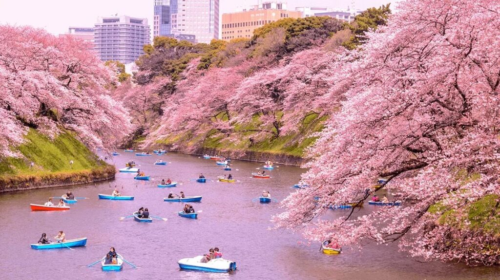 Famous cherry blossom spot