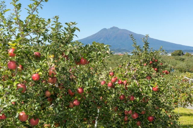 Hirosaki Apple Park