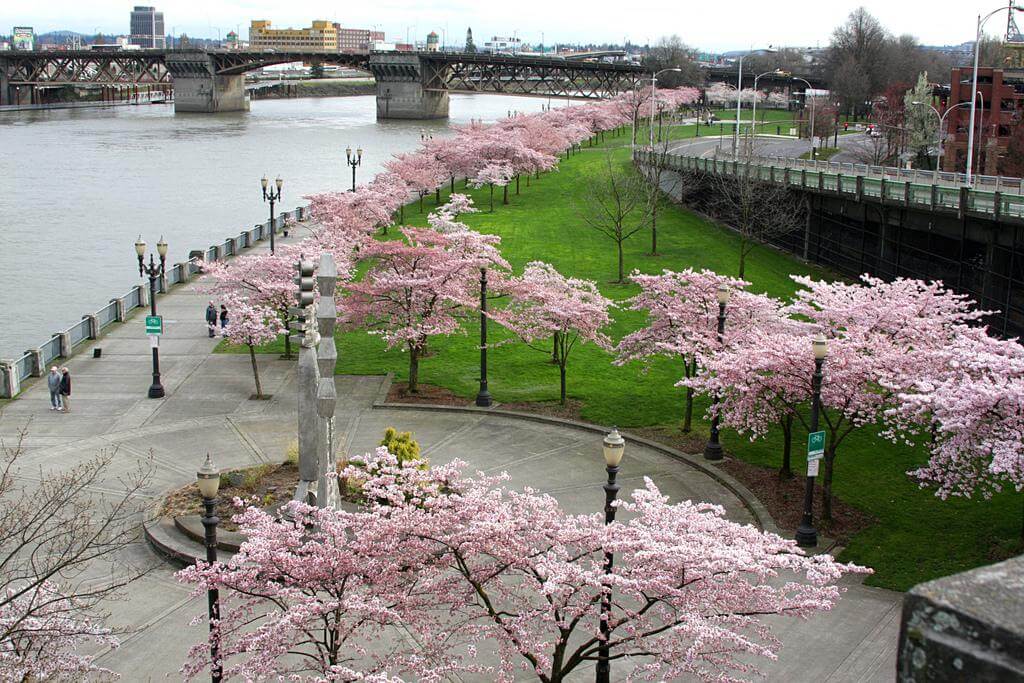 Cherry Blossom Trees along the Tom McCall Waterfront Park