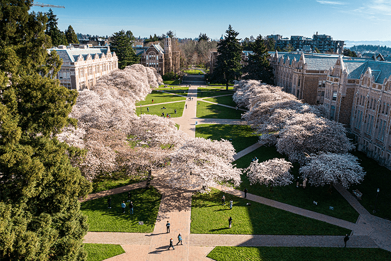 Aerial view of the cherry blossoms at University of Washington Quad