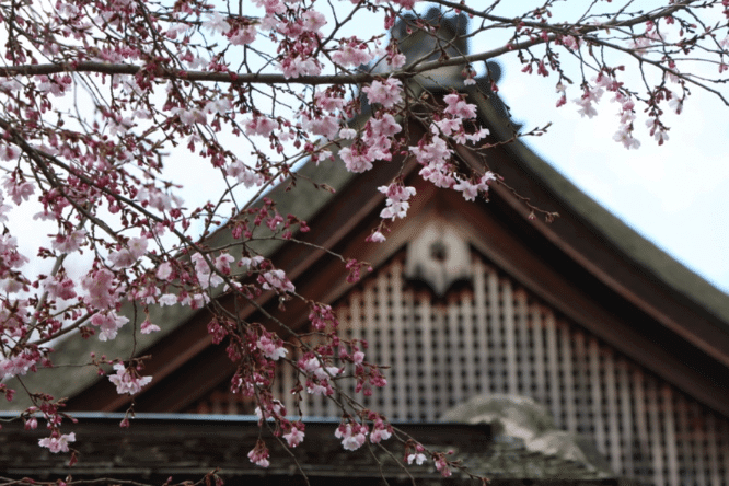 Cherry blossoms at Shofuso Japanese Cultural Center