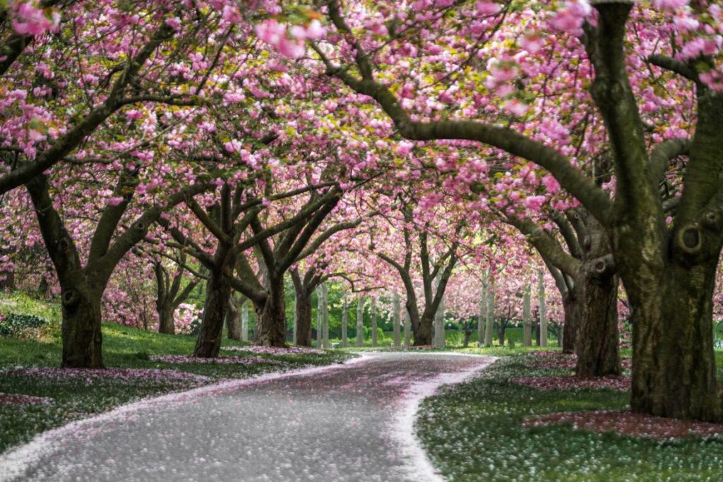 Cherry blossoms at the Brooklyn Botanic Garden