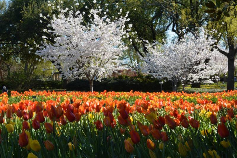 Cherry blossom trees at the Dallas Arboretum and Botanical Garden