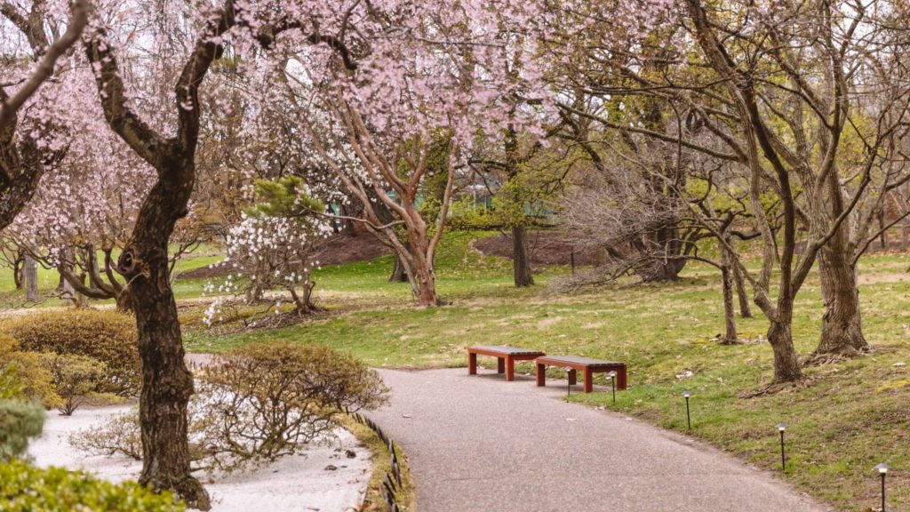 Cherry blossom viewing at the Missouri Botanical Garden